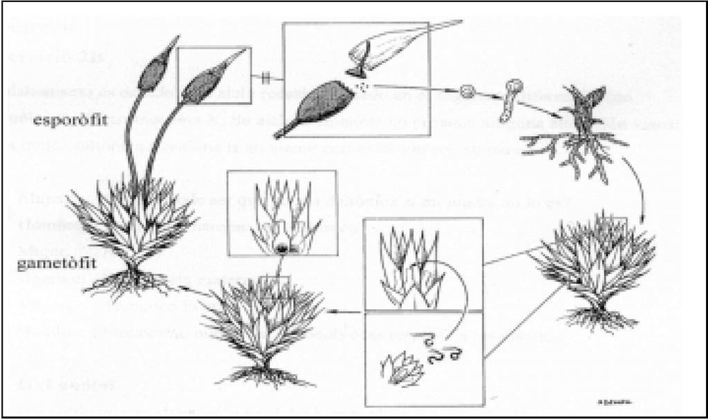 BIOLOGIA: TEMA 9 - REPRODUCCIÓ CEL LULAR 1. Els briòfits són un grup de vegetals que presenten alternança de generacions, amb un cicle biològic diplohaplont.