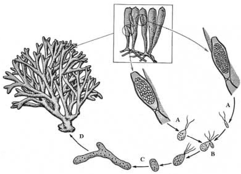 3. L esquema següent mostra el cicle vital d una alga del gènere còdium. Es tracta d un cicle diploide. 3.1. Responeu les qüestions següents en relació amb el cicle diploide. a. Característiques pròpies del cicle diploide b.