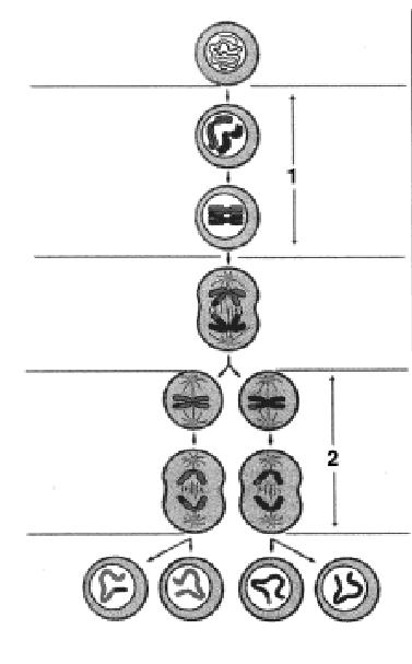 4.2. Els dibuixos següents representen diferents fases de la meiosi.