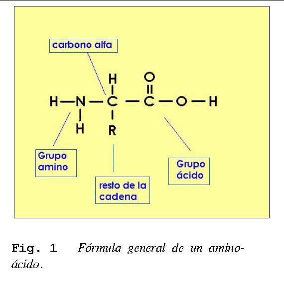 3.- LOS AMINOÁCIDOS 3.1 INTRODUCCIÓN Son compuestos orgánicos que se caracterizan por poseer un grupo amino (-NH 2 ) y un grupo carboxilo (-COOH).