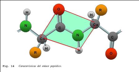 - Los átomos implicados en el enlace: C, H, O y N, se sitúan en un mismo plano, llamado plano de la amida.