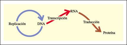 Lo que se transcribe a RNA