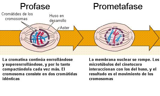 Profase: La replicacion del DNA ha ocurrido. Hay condensación gradual de los cromosomas. Cromátidas hermanas unidas.