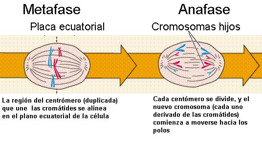 Anafase: Etapa muy corta en la que cada centrómero se divide en dos, por lo que las cromátidas se convierten en
