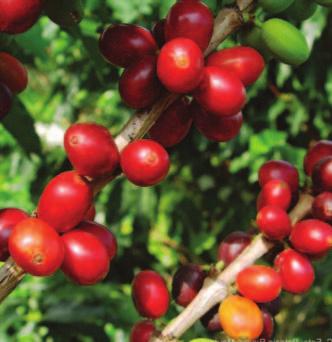 O COMERCIO EXTERIOR AGRARIO El valor FOB de las agroexportaciones del mes de febrero 2013 disminuyó en 5,1% respecto de febrero del 2012, debido fundamentalmente a las menores colocaciones de café s/