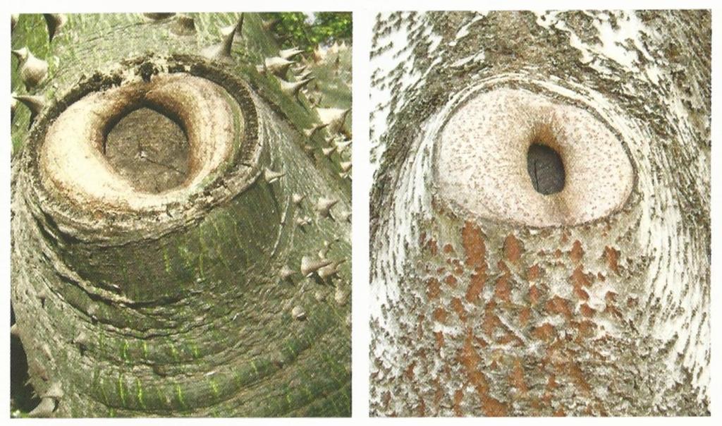 Poda de restauración y de reformación: Este plan de recuperación se aplica para mejorar la forma de árboles que han sido desmochados o podados en forma incorrecta.