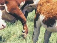 La formación del precio de las categorías en la cría vacuna y de las categorías de engorde, está influenciada por el precio de exportación, la oferta anual de ganado y las características del