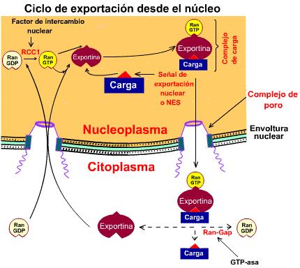 TRANSPORTE (DE EXPORTACION) DESDE EL NUCLEO Se requiere de una proteína transbordadora o CARIOPORTINA.