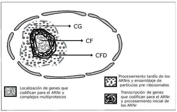 NUCLEOLO Generalmente está constituido por tres regiones 3) COMPONENTE GRANULAR (CG); realiza el ensamblaje de las partículas pre-ribosomales destinadas a ser transportadas al citoplasma.