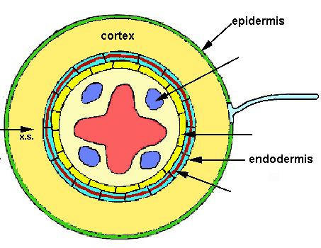 ANATOMÍA de la RAÍZ Estructura primaria la rizodermis (epidermis) o la exodermis el córtex o corteza (parénquima cortical + endodermis) el cilindro central (periciclo + haces vasculares