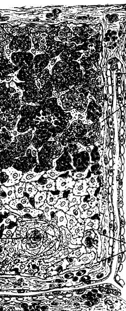 Componentes del timo Cápsula conjuntiva y membrana basal Parénquima Trabéculas conjuntivas desde la cápsula con vasos sanguíneos y nervios Componente linfoide timocitos Células dendríticas
