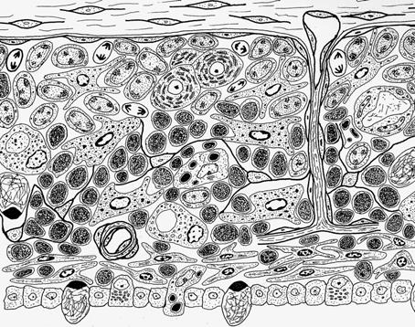 Timo de peces - organización Células mioides Células retículo-epiteliales Lámina propia Cápsula Z. SUBCAPS. Z. INTERNA Timoblastos Quiste pluricelular Trabécula conjuntiva Timocitos Z.