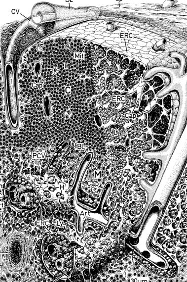 Lóbulo (lobulillo) tímico - organización Cápsula conjuntiva Trabéculas vasculares Membrana basal Corteza Células retículo-epiteliales limitantes Zona subcapsular - timoblastos Zona profunda -