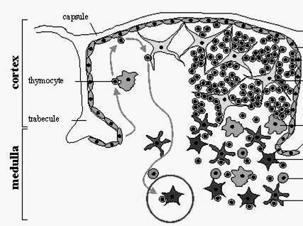 lámina basal 2) Fisiológica, formada por: Las uniones intercelulares herméticas del endotelio continuo de los capilares tímicos Células reticulo-epiteliales limitantes Endotelio Luz vascular