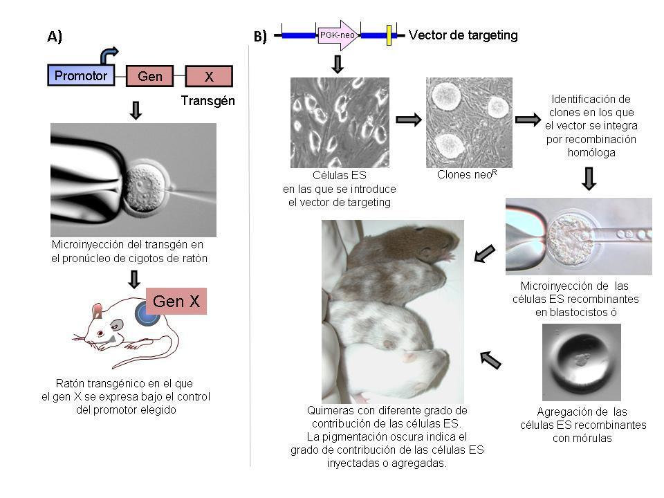 INTRODUCCIÓN RATONES TRANSGÉNICOS A)Esquema de la generación de ratones transgénicos clásicos y B)Modelos de gene