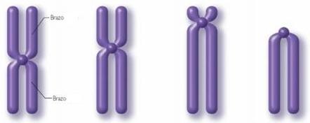 7.- Partes del cromosoma En un cromosoma podemos diferenciar las siguientes partes: Cromátida: son estructuras idénticas ya que cada una contiene una de las copias del ADN que se ha replicado en