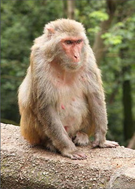 partir de estudios de laboratorio de macacos rhesus y macacos japoneses no es consistente con