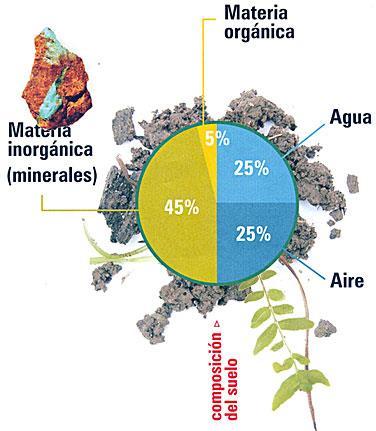 Composición del suelo Materia orgánica: tiene su origen en organismos vivos. En todo suelo hay materia orgánica, llamada humus.