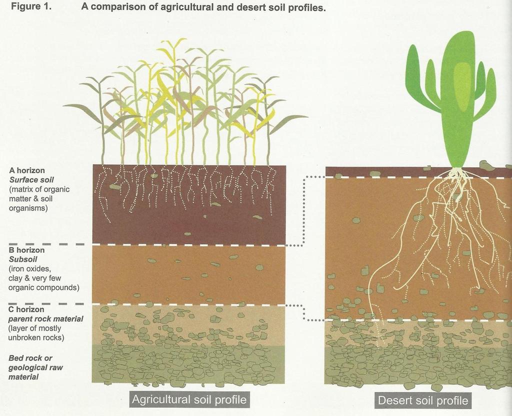 Comparación entre suelo agrícola y desértico Materia orgánica y organismos vivos Pocos componentes