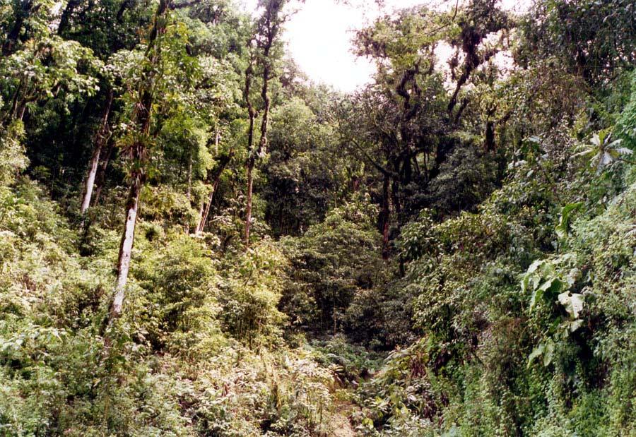 Ayabaca, el bosque