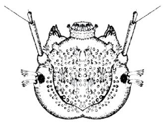 ENTOMOTROPICA 21(1): 13-17. Abril/April 2006 3 4 5 6 7 Figuras 3-7. Austrolimnius mucubajiensis (larva): 3. Cabeza: vista dorsal, 4. Maxila (m) y labio (l): vista ventral, 5.