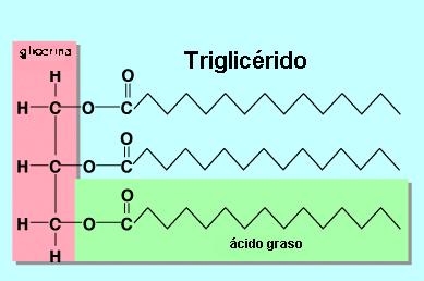 3. LOS LÍPIDOS Y SU IMPORTANCIA BIOLÓGICA ACILGLICÉRIDOS Son ésteres de la glicerina con ácidos grasos. Según el número de ácidos grasos pueden ser: mono, di y triacilglicéridos.