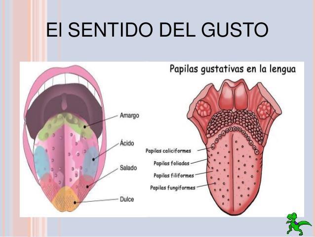 Los nervios faciales que están conectados con las papilas gustativas transmiten los impulsos creados al centro nervioso en el bulbo raquídeo.
