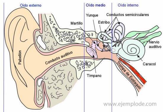 El oído medio transforma las ondas en vibraciones. Estas vibraciones se vuelven ondas. Que a su vez son transformadas en impulsos nerviosos que son transmitidos al cerebro.