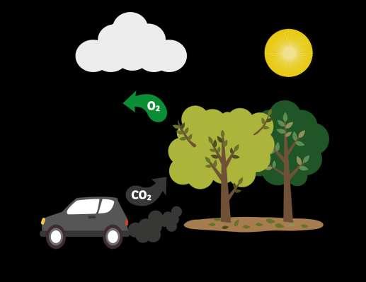 Mitigación de emisiones de CO2 Cada Ha de bosque de encino absorbe 5 Ton de CO2 por año PASIVOS AMBIENTALES GEI Emitidos por vehículos ACTIVOS AMBIENTALES CO2 almacenado y almacenable en bosques de