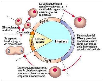 La división celular es una fase