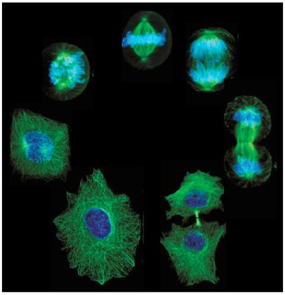 Mitosis: división de células somáticas proceso celular que consiste en la