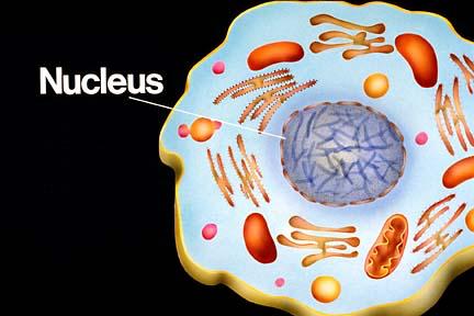 Cuántos cromosomas hay en el núcleo de cada