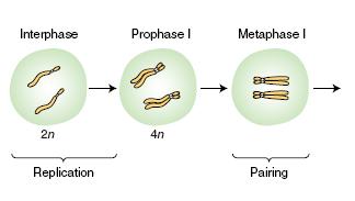 Meiosis: división de células