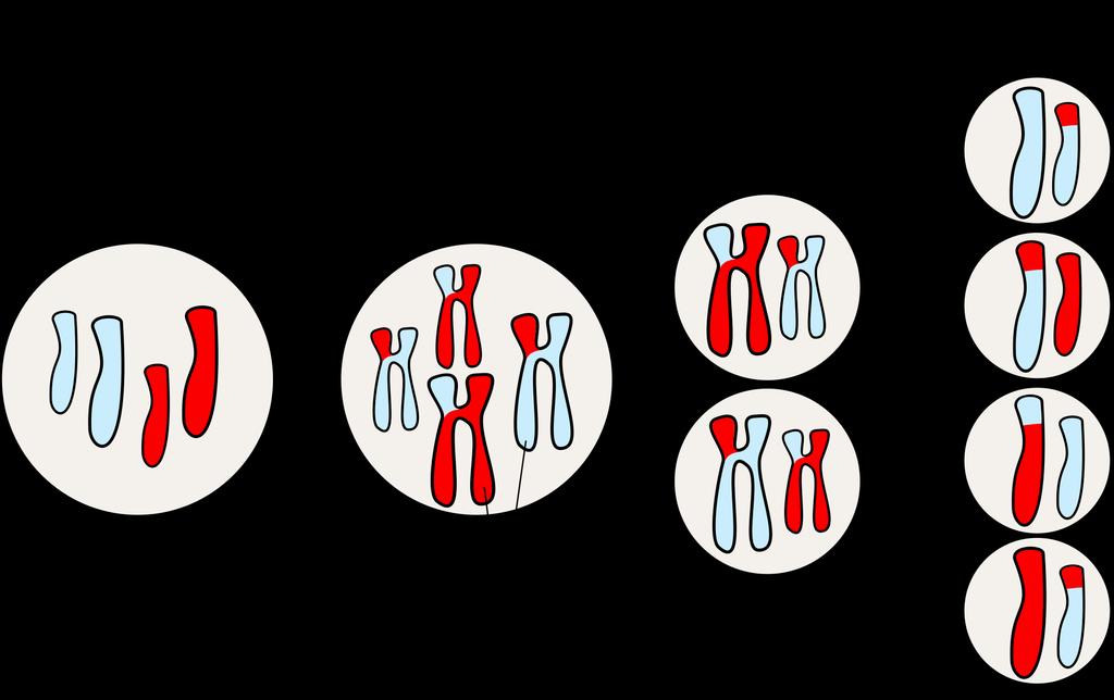 Variabilidad genética 2 Pares de Cromosomas Homólogos (2n) 2 Pares de Cromosomas