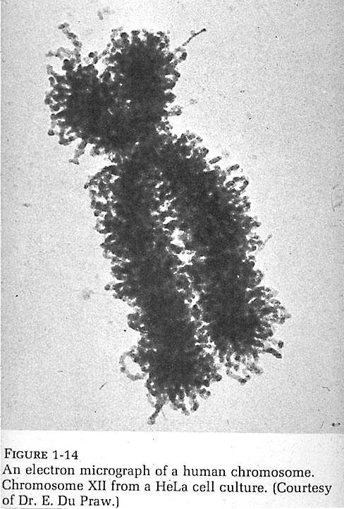 Cromosoma visible al microscopio electrónico