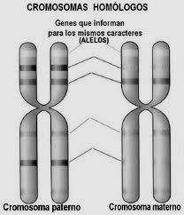 Cada organismo tiene un número de cromosomas característico de su especie. Estos cromosomas se presentan de a pares dentro del núcleo, es decir, que de cada modelo de cromosomas hay dos, un par.