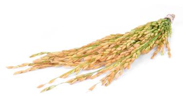 ARROZ 0.14% pib agrícola nacional* 0.76% producción de cereales Hasta 1988 México fue autosuficiente en la producción de arroz. Actualmente existe una dependencia de las importaciones de este grano.