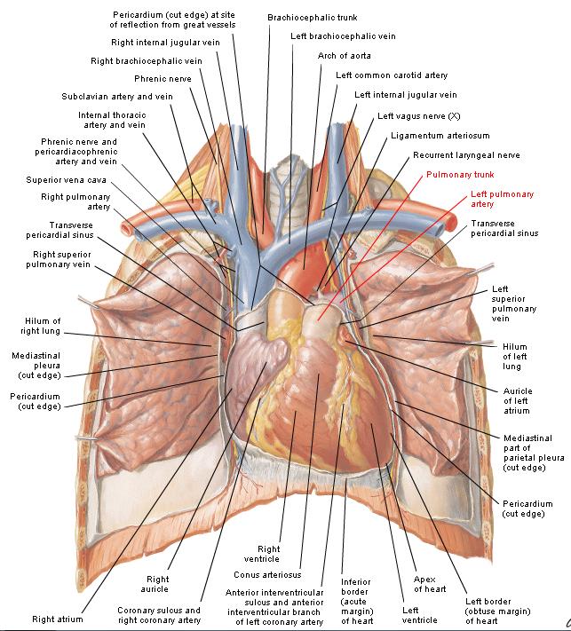 Arterias Pulmonares A los 5 centímetros se divide en Pulmonar Derecha