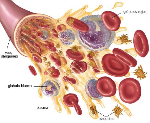 Glóbulos Blancos Leucocitos Forman parte del sistema Inmunitario Destruyen agentes infecciosos