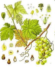 El vino se elabora a partir de los frutos de la vid (Vitis vinifera). La vid es originaria de Asia y se remonta al Terciario. Es mencionada en varios textos antiguos y leyendas.