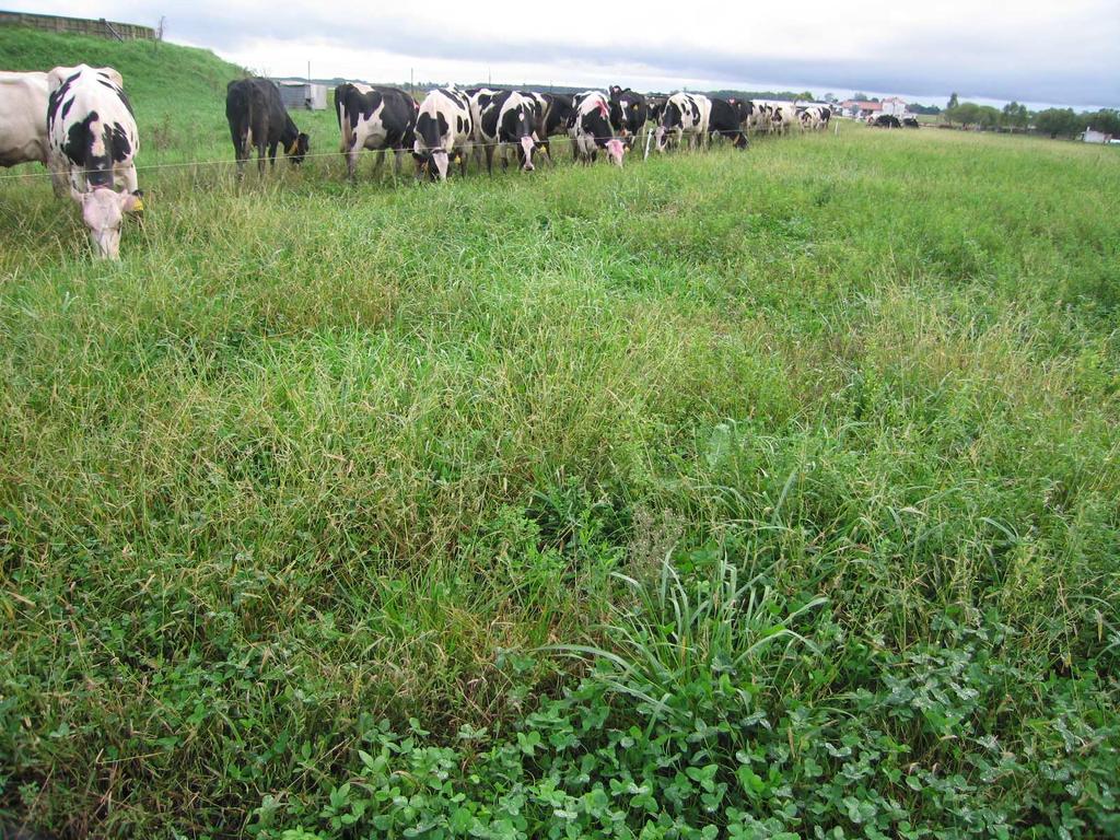 Vacas en lactancia tardía Objetivo principal: Ganar condición corporal mientras está aún con leche Meta:Condición corporal al secado igual a la condición