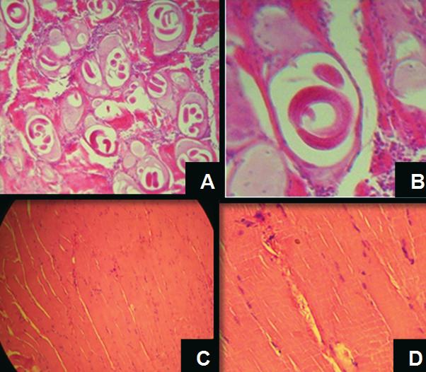 S. V. T. LAREDO et al. Técnica directa cortes histológicos Hematoxilina-Eosina modificación de célula nodriza Figura 3.