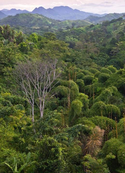 The Rainforest Alliance Trabajando para conservar