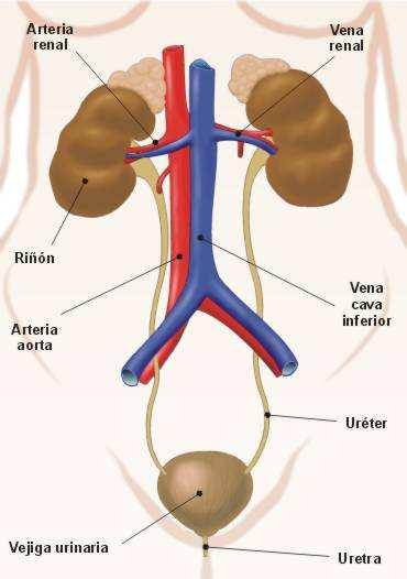 SISTEMA URINARIO Es un conjunto de órganos cuyas múltiples funciones están relacionadas con mantener el medio interno, manteniendo agua, sales y glucosa en la sangre y líquido extracelular,
