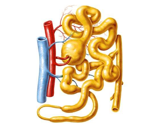 Cuando estudiamos sistema circulatorio vimos los sistemas porta arterial y venoso, es decir, un sector de capilares interpuestos en el trayecto de un vaso sanguíneo, arteria o vena.