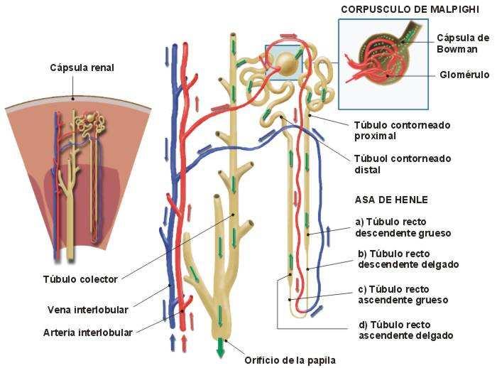 aferente AA - y se vuelcan en la arteriola eferente AE -.