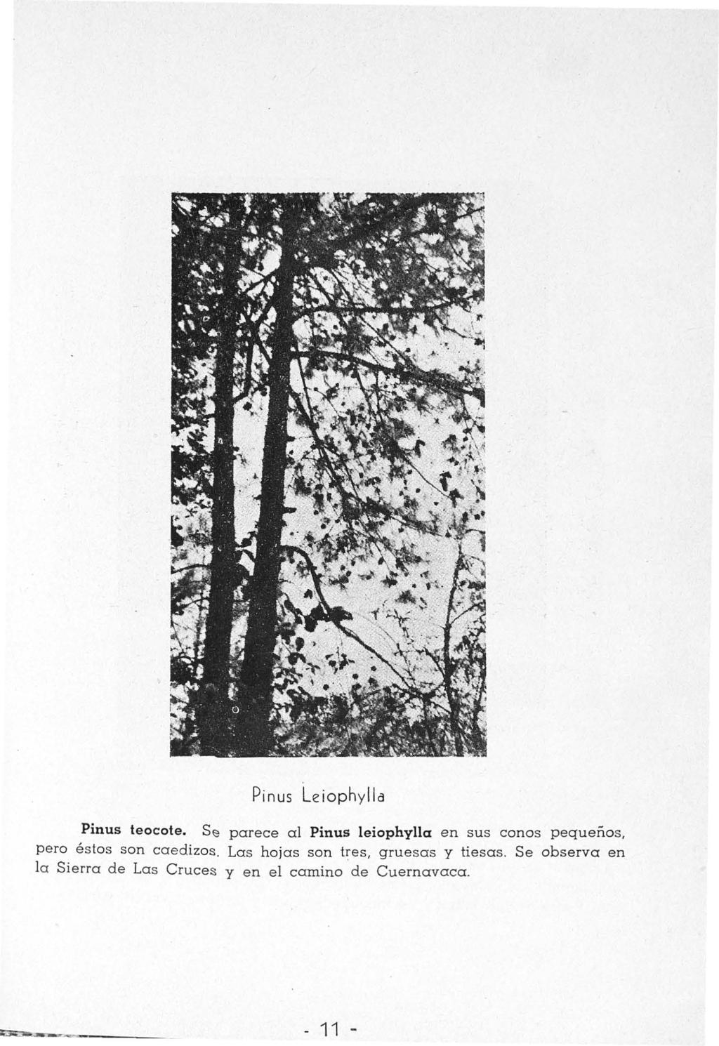 - 11 - Pinus Leiophylla Pinus teocote.