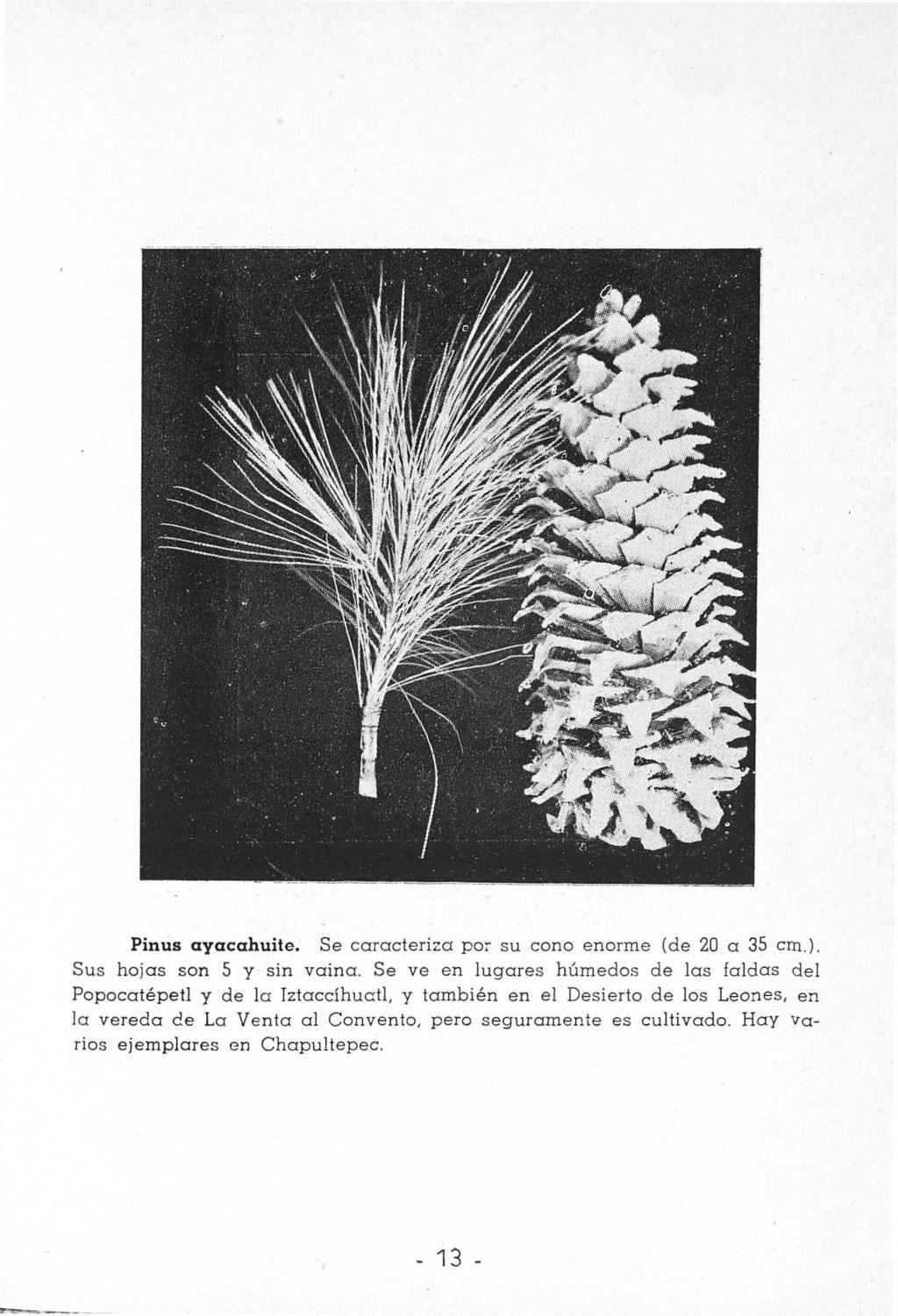Pinus ayacahuite. Se caracteriza po~ su cono enorme (de 20 a 35 cm.). Sus hojas son 5 y sin vaina.
