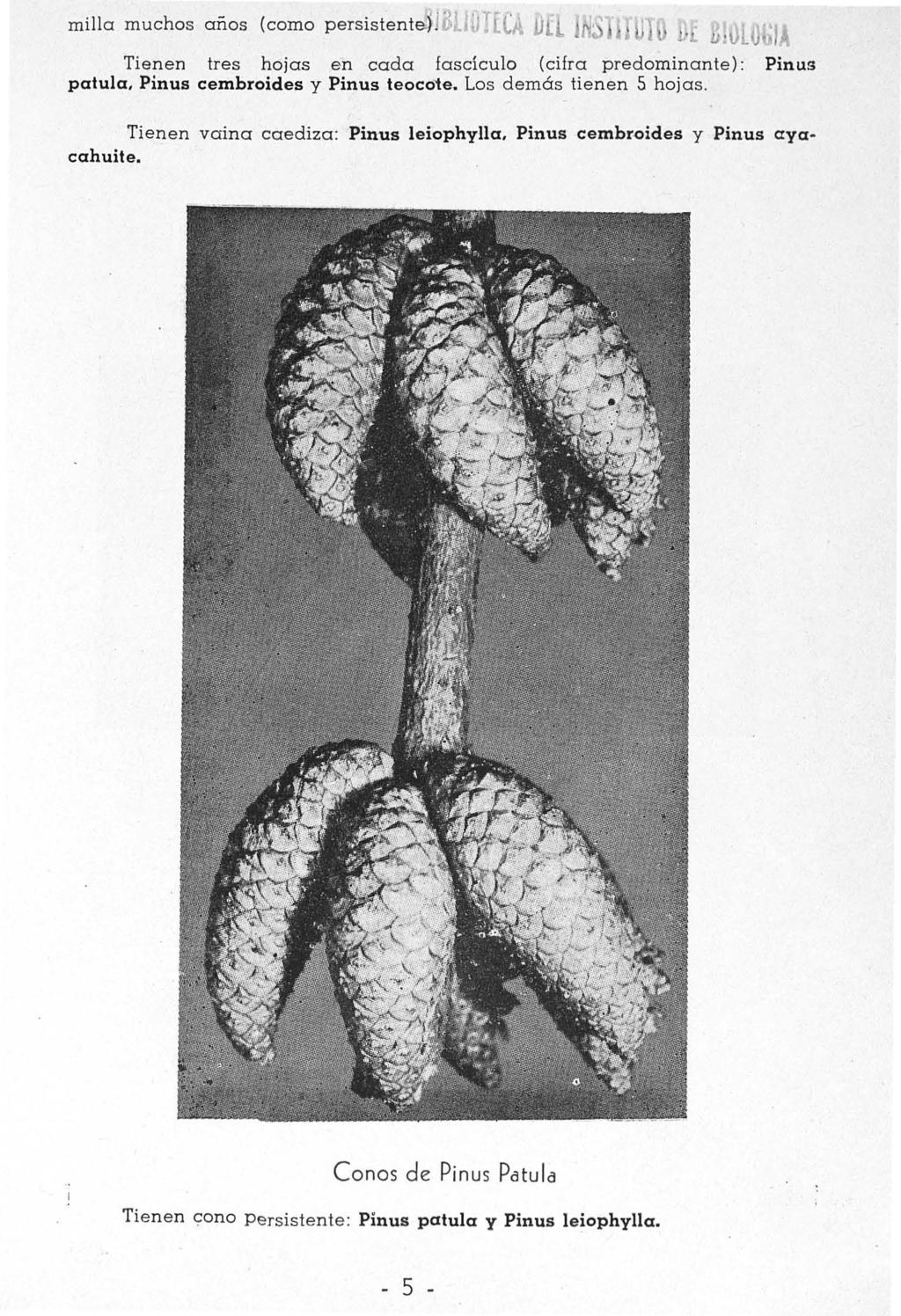milla muchos anos (como persistentef ouohla Dü Tienen tres hojas en cada fascículo (cifra predominante) : Pinus patula, Pinus cembroides y Pinus teoco1e.
