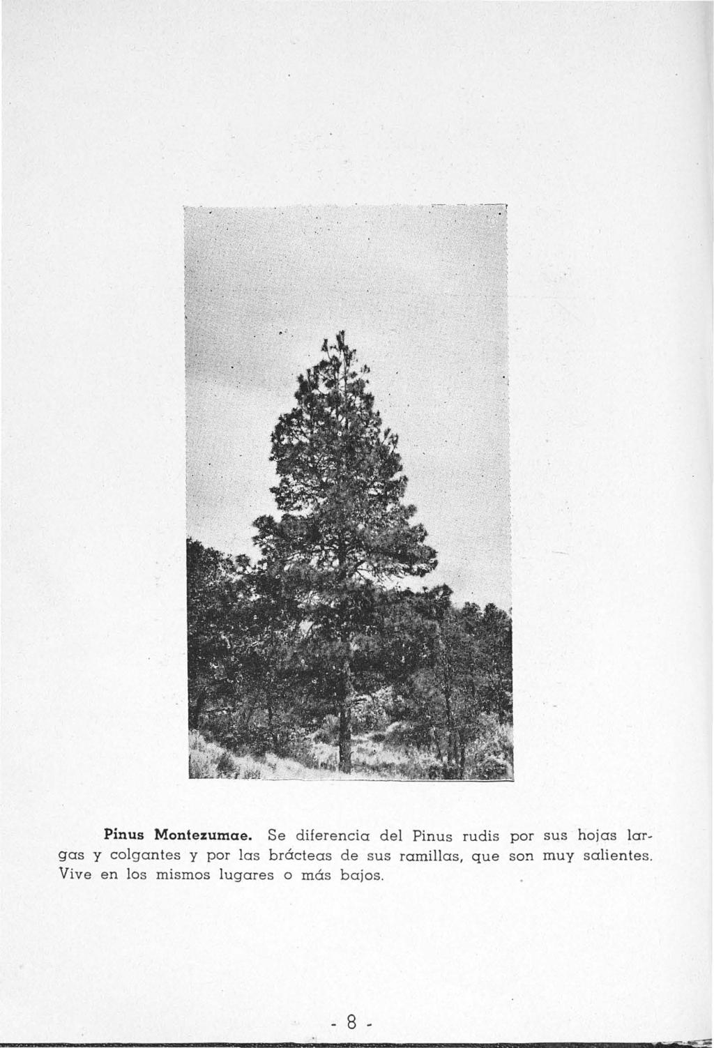 Pinus Montezumae.